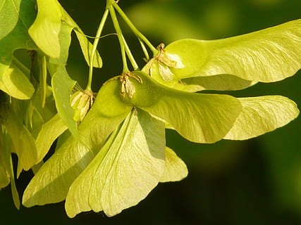 maple fruit, maple, tree, green, norway maple, acer platanoides, needle leaf maple, sun, light, illuminate, fliegerle, rotation, column fruit, geflüglete maple fruit, helicopter, seeds, plant, beauty in nature, growth, plant part, leaf, close-up, nature, flower, green color, vulnerability, freshness, fragility, flowering plant, no people, day, outdoors, petal, focus on foreground, sunlight, botany, flower head, leaves, 2K, CC0, public domain, royalty free