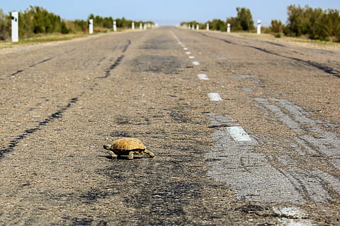 Marrone, grigio, tartaruga, pavimentare, strada, conchiglia, animali, rettile, animale, tartarughe, armatura, la strada davanti, mezzi di trasporto, direzione, giorno, natura, nessuno, concentrarsi sulle conoscenze acquisite, prospettiva decrescente, temi animali, sporco, animali allo stato selvatico, fauna selvatica, città, asfalto, punto di fuga, avvicinamento, all'aperto, ambiente, ghiaia, livello di superficie, 4K, CC0, dominio pubblico, privo di copyright