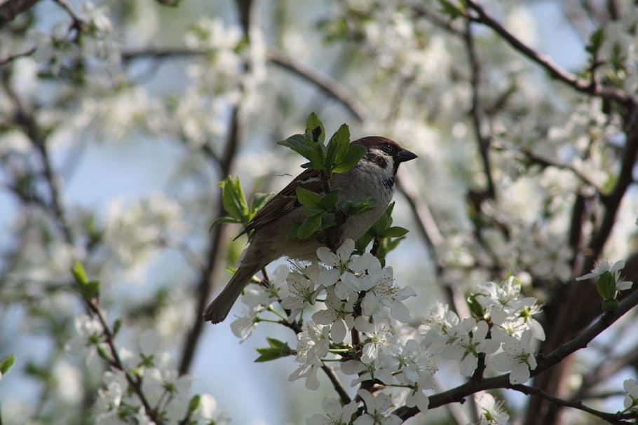 primavera, blanc, florir, naturalesa, pomera, fulles, natur, naturalesa viva, poble, arbres, paisatge, casa d'aus, pardal, ocell, ocells, planta, planta amb flors, arbre, flor, creixement, fragilitat, bellesa a la natura, vulnerabilitat, branca, un animal, temes d'animals, fauna animal, frescor, animals a la natura, cap gent, dia, centrar-se en primer pla, flor de cirerer, a l'aire lliure, cirerer, 4K