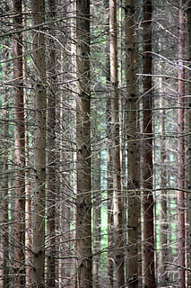 træ, Skov, afdeling, grene, træer, filialer, natur, plante del, ingen mennesker, dag, udendørs, plante, træstamme, bagagerum, baggrunde, jord, fuld ramme, fyrretræ, vækst, fyrreskov, ro, skønhed i naturen, grøn farve, scenics - natur, nåletræ, eviggrønne træ, bambus - plante, økosystem, 5K, CC0, offentligt domæne, royaltyfrie