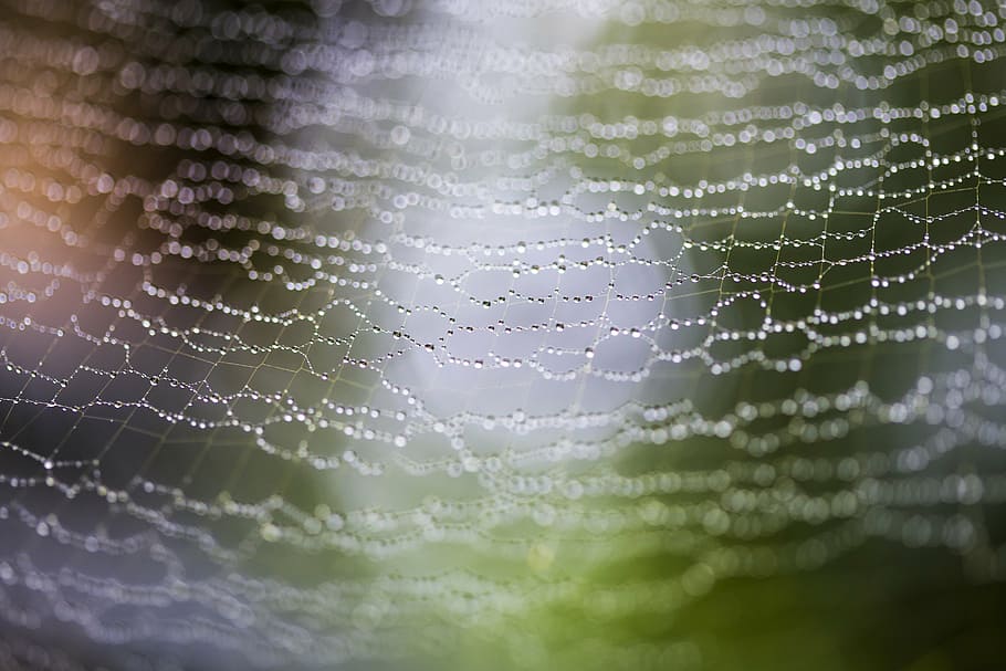 rugiada dell'acqua, fotografia di colpo di macro ragnatela, web, ragno, gocce, pioggia, sfocatura, netto, macro, vicino, ragnatela, fragilità, avvicinamento, nessuno, bagnato, far cadere, messa a fuoco selettiva, acqua, vulnerabilità, natura, bellezza nella natura, modello, sfondi, modello naturale, fotogramma intero, all'aperto, concentrarsi sulle conoscenze acquisite, giorno, rugiada, complessità, stagione piovosa, goccia di pioggia, clima, purezza, 5K