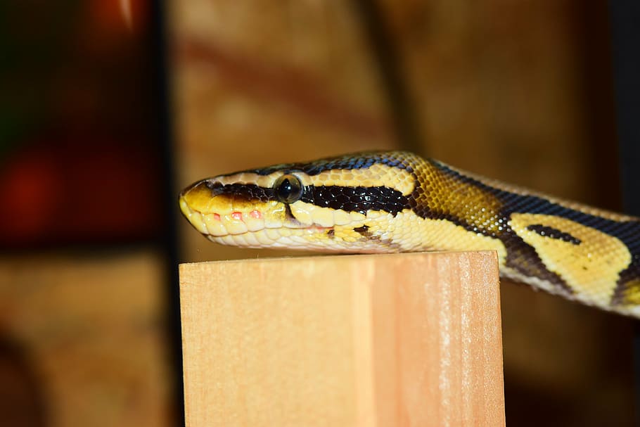 serp, constrictor, python, rèptil, boa, escala, animal, pitó de pilota, textura, cap, Snakehead, patró, vida salvatge, naturalesa, verinós, temes d'animals, un animal, fauna animal, vertebrats, animals a la natura, part del cos dels animals, primer pla, cap d’animals, centrar-se en primer pla, cap gent, gecko, signe, escala d’animals, dia, senyal d'advertència, comunicació, a l'aire lliure, ull d’animals, 5K