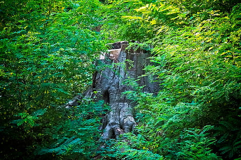 Baum, Log, Wald, Natur, Holz, dickerer Stiel, Baumstumpf, mögen, mächtig, knotig, Verschmutzung, Stamm, alter Baum, tot, Grün, Pflanze, Flora, Blätter, bewaffnete Kräfte, grüne Farbe, Wachstum, Land, Tag, üppiges Laub, Laub, keine Leute, Ruhe, die Architektur, draußen, Schönheit in der Natur, Geschichte, die Vergangenheit, ruhige Szene, gebaute Struktur, alt, 4K, CC0, gemeinfrei, lizenzfrei