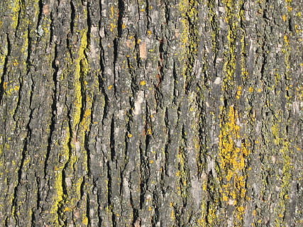 Borke, Baumstamm, Natur, Holz, Baum, Kofferraum, Holzrinde, Textur, texturiert, Nahansicht, Vollbild, Muster, Tag, Hintergründe, Rau, Pflanze, keine Leute, Wachstum, Holz - Material, Flechte, Pflanzenrinde, draußen, natürliches Muster, Moos, Struktureffekt, natürlicher Zustand, 1080P, CC0, gemeinfrei, lizenzfrei