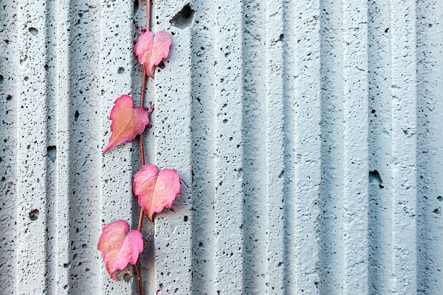 quatre, rosa, fulles, paviment, blanc, paret, full, vinya, planta, metall, a l'aire lliure, dia, color rosa, primer pla, cap gent, rovellat, fons, ferro corrugat, penjant, funció de construcció de parets, patró, arquitectura, estructura construïda, textura, vermell, protecció, naturalesa, seguretat, exterior de l'edifici, amor, concret, 2K