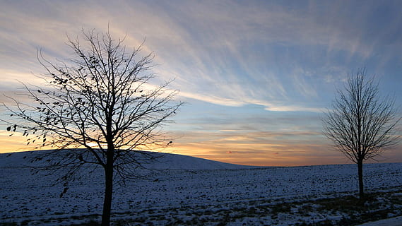 vento, freddo, volante, cielo, albero, scenics - natura, nuvola - cielo, albero nudo, bellezza nella natura, la tranquillità, pianta, scena tranquilla, tramonto, paesaggio, temperatura fredda, la neve, inverno, natura, ambiente, nessuno, scena non urbana, ramo, 1080P, CC0, dominio pubblico, privo di copyright