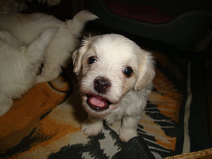 hond, klein, eb, huisdieren, hoektand, huiselijk, zoogdier, één dier, dierlijke thema's, dier, gewerveld, gezichtsuitdrukking, tong uitsteekt, puppy, binnenshuis, portret, jong dier, kijkend naar de camera, dierlijke lichaamsdeel, geen mensen, hoge hoekmening, dierlijke tong, mond open, dierenkop, dierlijke mond, 1080P, CC0, publiek domein, royaltyvrij