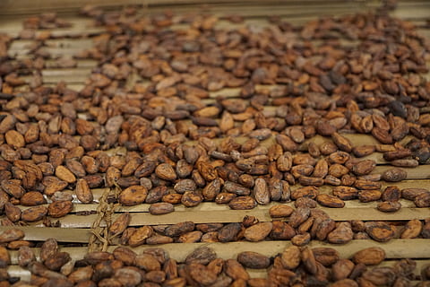 Kaffeebohnen, Getränk, Kaffee, Bohnen, Vollbild, keine Leute, Hintergründe, Tag, draußen, Natur, Essen und Trinken, Lebensmittel, große gruppe von gegenständen, Fülle, braun, Frische, Nahansicht, Stillleben, selektiver Fokus, drinnen, Kaffee trinken, gesundes Essen, Rohkaffeebohne, High Angle View, Tabelle, Wohlbefinden, Versuchung, 5K, CC0, gemeinfrei, lizenzfrei