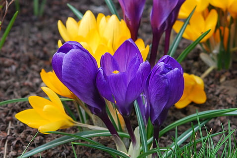 flower, crocus, violet, spring, flowering plant, plant, freshness, fragility, petal, vulnerability, beauty in nature, growth, iris, purple, inflorescence, flower head, yellow, close-up, nature, field, land, no people, outdoors, springtime, pollen, gardening, 4K, CC0, public domain, royalty free
