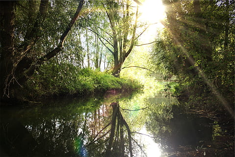 river, water, reflection, trees, nature, sun rays, tree, plant, forest, tranquility, beauty in nature, scenics - nature, land, tranquil scene, sunlight, growth, day, no people, non-urban scene, trunk, tree trunk, woodland, outdoors, flowing water, 1080P, CC0, public domain, royalty free