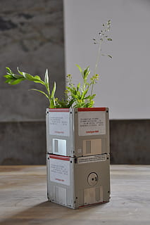 bricolaje, diskettten, upcycle, gitano, crecimiento, planta, nadie, naturaleza, pared - característica de la construcción, día, texto, al aire libre, planta en maceta, arquitectura, comunicación, hoja, material de madera, parte de la planta, estructura construida, de cerca, pared, escritura occidental, centrarse en primer plano, 4K, CC0, dominio público, libre de derechos