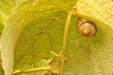Weinblatt, Blatt, Schale, wirbellos, Pflanzenteil, Tierwelt, Weichtier, Tier, Tierthemen, Gastropode, Schnecke, Tiere in freier Wildbahn, Tierhülle, Nahansicht, ein Tier, grüne Farbe, Pflanze, Spiral-, Natur, keine Leute, Tag, draußen, 4K, CC0, gemeinfrei, lizenzfrei