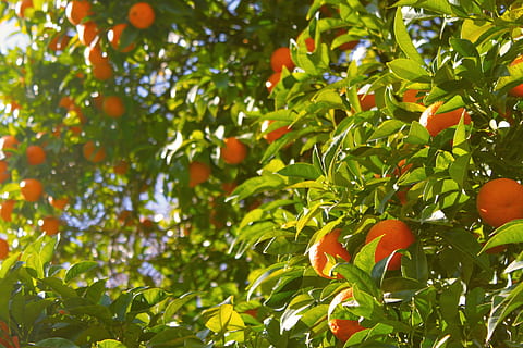 kumquat fruits, orange tree, oranges, tree, fruit, citrus, food, harvest, green, juice, healthy, produce, juicy, tangerine, growth, leaf, plant part, plant, healthy eating, food and drink, orange color, fruit tree, nature, freshness, green color, no people, citrus fruit, orange, wellbeing, day, beauty in nature, outdoors, ripe, 2K, CC0, public domain, royalty free