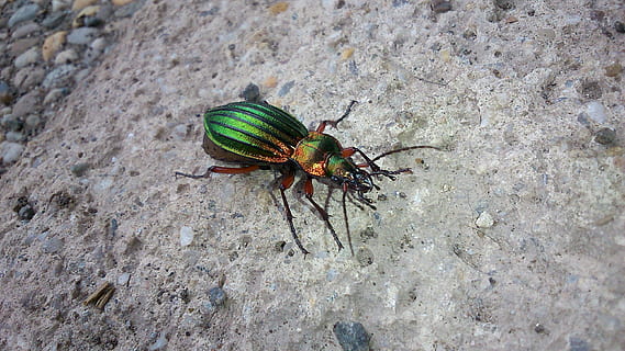 escarabajo, insecto, reluciente, temas de animales, fauna animal, un animal, animales en la naturaleza, animal, invertebrado, día, de cerca, naturaleza, nadie, vista de alto ángulo, sólido, ala animal, al aire libre, roca - objeto, rock, zoología, tierra, 2K, CC0, dominio público, libre de derechos