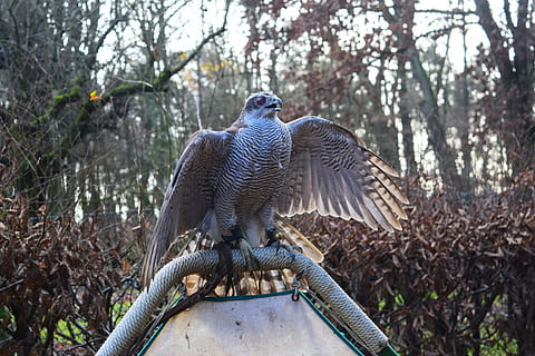 hawk, forest, raptor, animal, animals in the wild, animal themes, animal wildlife, vertebrate, tree, bird, plant, nature, perching, no people, group of animals, day, focus on foreground, branch, bird of prey, land, outdoors, 5K, CC0, public domain, royalty free