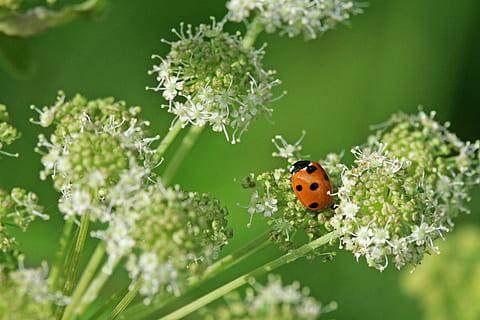 scarafaggio, coccinella, rosso, insetto, portafortuna, natura, fortuna, vicino, strisciare, animali, piccolo, temi animali, animale, fauna selvatica, invertebrato, fiore, pianta, pianta fiorita, animali allo stato selvatico, un animale, bellezza nella natura, avvicinamento, nessuno, colore verde, fragilità, vulnerabilità, giorno, all'aperto, primavera, testa di fiore, 4K, CC0, dominio pubblico, privo di copyright