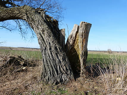 Baum, Blitzschuss, gebrochen, Teilt, Landschaft, Pflanze, Himmel, Land, Feld, Natur, Ruhe, klarer Himmel, keine Leute, Tag, Gras, kahler Baum, ruhige Szene, Holz - Material, Umgebung, Baumstamm, Kofferraum, Szenen - Natur, Nicht-städtische Szene, draußen, tote Pflanze, Borke, 4K, CC0, gemeinfrei, lizenzfrei