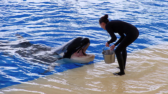 orca, performance, training, water, swimming, people, adult, nature, day, leisure activity, two people, togetherness, men, sea, swimming pool, blue, waterfront, full length, outdoors, pool, lifestyles, high angle view, 2K, CC0, public domain, royalty free