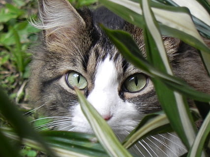 binatang, menghadapi, kucing, kucing rumahan, hewan peliharaan, hewan, imut, rumput, di luar rumah, alam, mencari, kucing betina, mamalia, tema binatang, lokal, satu binatang, licik, binatang lokal, bertulang belakang, melihat kamera, potret, bagian tanaman, daun, merapatkan, menanam, bagian tubuh hewan, tidak ada orang, fokus selektif, kumis, kepala hewan, mata binatang, mata kuning, 2K, CC0, domain publik, bebas royalti