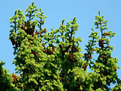Kiefernzapfen, Zapfhahn, Baum, Nadelbaum, gemeine Fichte, picea abies, rote Fichte, Fichte, picea, Natur, grüne Farbe, Blatt, Pflanze, Ast, Himmel, Sommer-, draußen, Blau, keine Leute, Wachstum, Obst, Essen und Trinken, Landwirtschaft, Schönheit in der Natur, Flachwinkelansicht, Tag, klarer Himmel, Ruhe, Frische, Pflanzenteil, Sonnenlicht, Lebensmittel, 2K, CC0, gemeinfrei, lizenzfrei