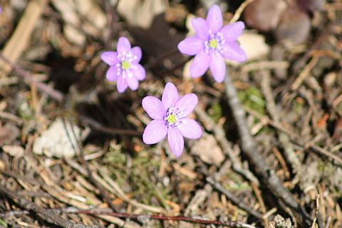 hepatica, flor, primavera, planta amb flors, planta, frescor, fragilitat, bellesa a la natura, pètal, vulnerabilitat, primer pla, creixement, cap de flor, inflorescència, naturalesa, color rosa, cap gent, dia, botànica, a l'aire lliure, terra, porpra, pol·len, 4K, CC0, domini públic, lliure de regalies
