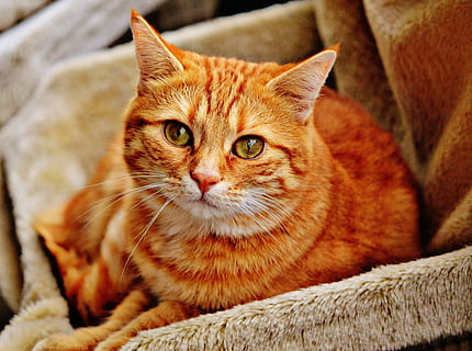 foto, naranja, atigrado, gato, gris, sofá de piel, rojo, linda, caballa, Tigre, dulce, mimoso, animal, Gato domestico, piel, mundo animal, mascota, adidas, Cara de gato, gato joven, juguetón, tabby caballa roja, gatito, gato rojo, felino, nacional, mascotas, temas de animales, animales domesticos, mamífero, un animal, relajación, retrato, mirando a la cámara, vertebrado, nadie, bigotes, de cerca, mirando, color naranja, Gato anaranjado, 2K