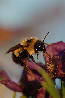 Insekt, Bourdon, weiblich, Makro, Tierthemen, ein Tier, Biene, wirbellos, Tier, Blume, blühende Pflanze, Tiere in freier Wildbahn, Nahansicht, Zerbrechlichkeit, Pflanze, Blütenblatt, Tierwelt, Schönheit in der Natur, Verletzlichkeit, Natur, Blütenkopf, Bestäubung, selektiver Fokus, keine Leute, draußen, Hummel, Pollen, 2K, CC0, gemeinfrei, lizenzfrei