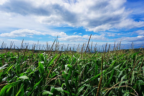 Mais, purtroppo bach, nuvole, campo, cielo estivo, paesaggio, campo di mais, cielo, estate, verde, cielo blu, nuvola - cielo, crescita, pianta, terra, agricoltura, bellezza nella natura, la tranquillità, raccolto, natura, scena rurale, scena tranquilla, colore verde, nessuno, giorno, azienda agricola, scenics - natura, pianta di cereali, all'aperto, piantagione, 1080P, CC0, dominio pubblico, privo di copyright