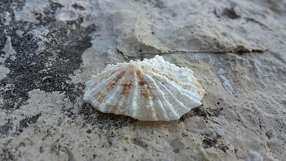 Meer, Muscheln, Felsen, Land, Tier, Tierwelt, keine Leute, Natur, Tierthemen, Nahansicht, solide, Tiere in freier Wildbahn, Strand, Tag, Sand, Schönheit in der Natur, texturiert, Rock - Objekt, Rock, draußen, Geologie, wirbellos, Marine, 2K, CC0, gemeinfrei, lizenzfrei