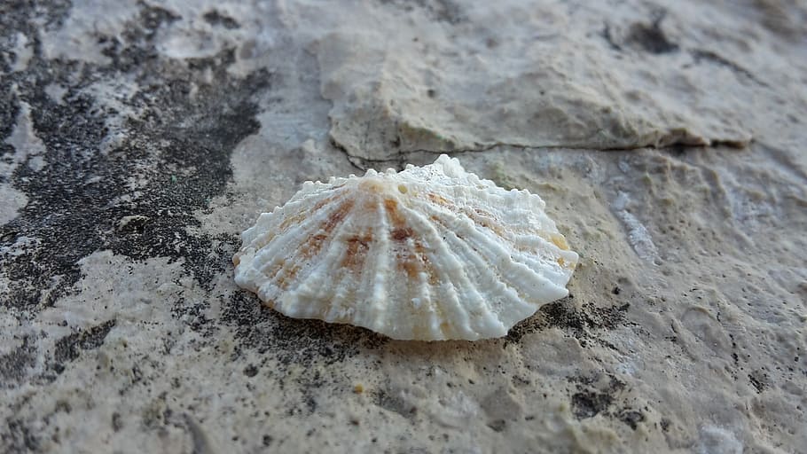 Meer, Muscheln, Felsen, Land, Tier, Tierwelt, keine Leute, Natur, Tierthemen, Nahansicht, solide, Tiere in freier Wildbahn, Strand, Tag, Sand, Schönheit in der Natur, texturiert, Rock - Objekt, Rock, draußen, Geologie, wirbellos, Marine, 2K