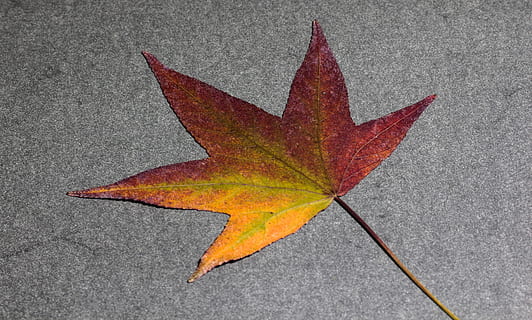 blad, løv, rav, træ, bladblad, gule træ, baggrund, falde blade, design, efterår, ahorn blad, lave om, enkelt objekt, rød, plante del, natur, tæt på, ingen mennesker, orange farve, dag, høj vinkel visning, bladvenen, udendørs, tekstureret, vej, skønhed i naturen, plante, asfalt, tør, 4K, CC0, offentligt domæne, royaltyfrie