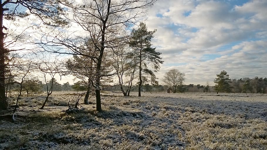 heide, hivern, núvols, neu, paisatge, arbre, sol, fred, planta, tranquil·litat, núvol - cel, escena tranquil·la, cel, bellesa a la natura, escenics - natura, terra, naturalesa, escena no urbana, dia, cap gent, camp, medi ambient, temperatura de fred, arbre nu, creixement, a l'aire lliure, 2K