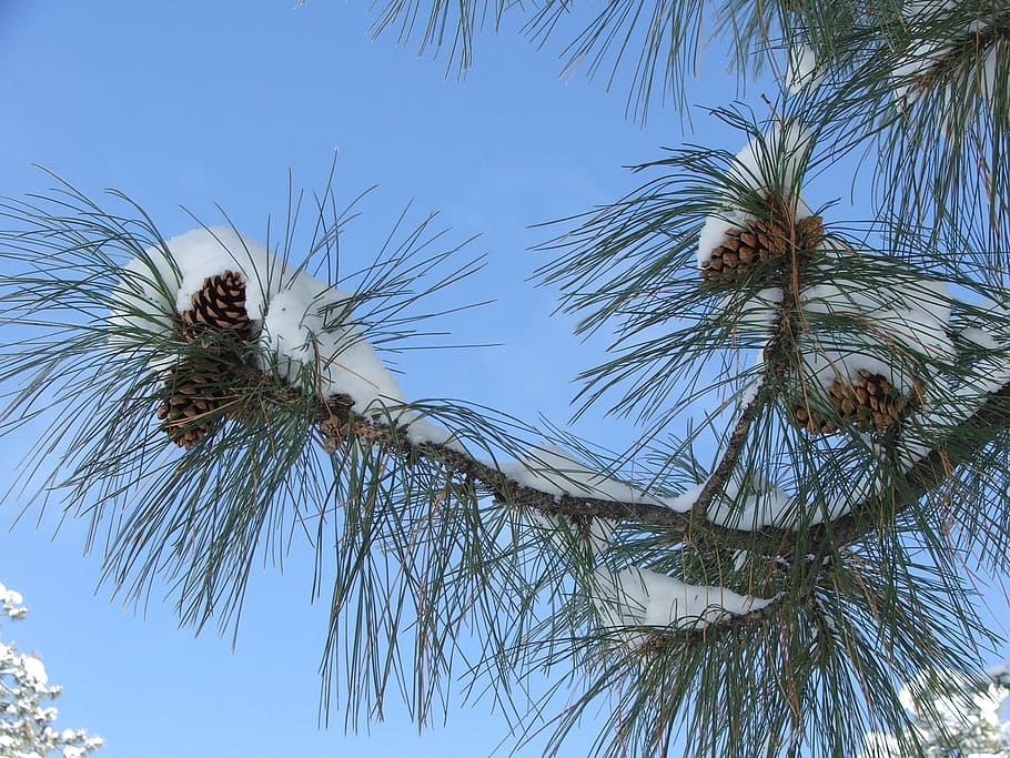 Kiefern, Latschenkiefer, Winter, schneebedeckt, Wald, Bäume, Kiefer, immergrün, Natur, Tannenzapfen, Baum, Palme, draußen, keine Leute, Tag, Pflanze, Himmel, Flachwinkelansicht, Wachstum, klarer Himmel, Tiere in freier Wildbahn, Tierthemen, Tier, Tierwelt, Schönheit in der Natur, Vogel, Wirbeltier, Ruhe, ein Tier, Nadelbaum, 1080P