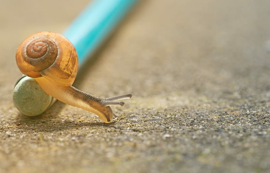 tæt på, Foto, orange, snegl, kravle, blyant, jord, selektiv, fotografering, teal pole, mollusk, dyreliv, havsnegle, dyre temaer, skal, hvirvelløse, dyreskal, et dyr, dyr, dyr i naturen, kedsomhed, dyr kropsdel, selektiv fokusering, ingen mennesker, natur, dag, spiralformet, overflade niveau, 4K