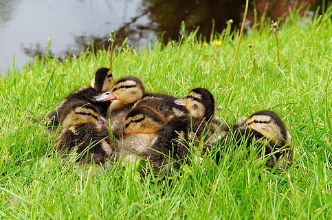 patitos amarillos y negros, campo de hierba, patos, pollitos, pequeña, pelusa, pájaro joven, linda, hierba, planta, pájaro, animal joven, temas de animales, color verde, fauna animal, grupo de animales, animal, vertebrado, animales en la naturaleza, campo, naturaleza, ansarino, tierra, familia de animales, crecimiento, nadie, ganso, Pato, 2K, CC0, dominio público, libre de derechos