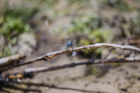 ramo, libellula, insetto, macro, natura, ramoscello, animale, avvicinamento, all'aperto, ala animale, temi animali, fauna selvatica, messa a fuoco selettiva, albero, pianta, animali allo stato selvatico, un animale, nessuno, giorno, uccello, concentrarsi sulle conoscenze acquisite, invertebrato, bellezza nella natura, terra, 5K, CC0, dominio pubblico, privo di copyright