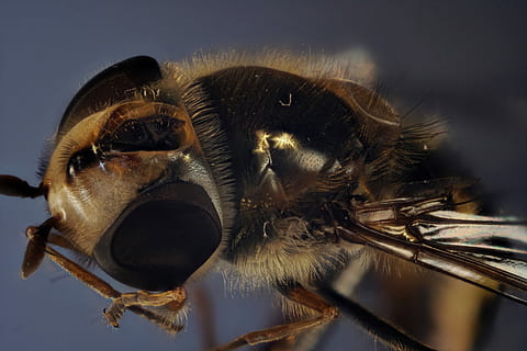 svæveflyve, forbindelse, flyve, tæt på, insekt, makro, fly øje, makrofotografering, insekt foto, sammensatte øjne, moppedreng, insekt makro, makro foto, behåret, flyvende insekt, dyr verden, Syrphidae, schwirrfliege, dyre temaer, dyr, dyr kropsdel, et dyr, dyreliv, dyr hoved, uhyggelig, øje, dyr i naturen, ingen mennesker, studio skud, dyrehår, hår, hvirvelløse, pattedyr, indendørs, natur, dyr øje, giftig, 4K, CC0, offentligt domæne, royaltyfrie
