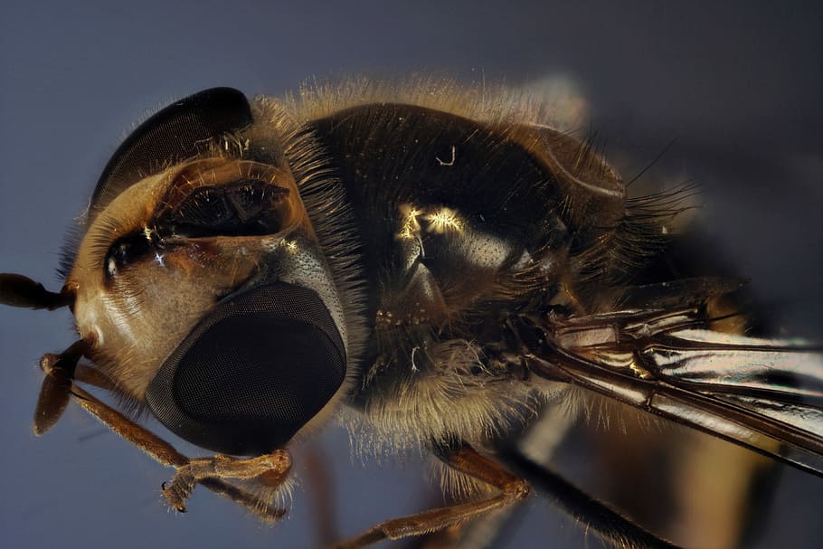 volar volar, compost, volar, primer pla, insecte, macro, volar els ulls, fotografia macro, foto d’insectes, ulls compostos, Whopper, macro d'insectes, foto macro, pelut, insecte de vol, món animal, sirifus, schwirrfliege, temes d'animals, animal, part del cos dels animals, un animal, fauna animal, cap d’animals, fantasmal, ull, animals a la natura, cap gent, tir de l'estudi, pèl d’animals, cabell, invertebrat, mamífer, a l'interior, naturalesa, ull d’animals, verinós, 4K