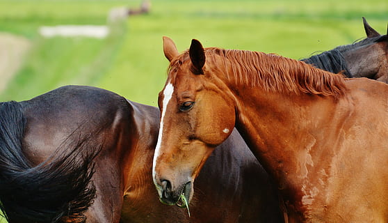 cai, pentru doi, cuplare, armăsar, mânca, padoc, maro, luncă, păşune, paşte, natură, iarbă, verde, Joaca, zburda, mamifer, cal, animale tematice, animale domestice, animal, șeptel, intern, animale sălbatice, animale de companie, grup de animale, animale vertebrate, două animale, nici o persoana, să se concentreze asupra primelor elemente, zi, plantă, camp, teren, în aer liber, erbivor, cap de animal, Ranch, 5K, CC0, domeniu public, fără drepturi de autor