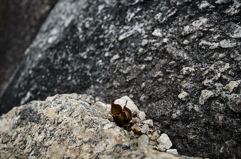 sten-, frø, granit, solid, rock-objekt, klippe, dyreliv, dyr i naturen, ingen mennesker, dag, dyre temaer, dyr, selektiv fokusering, tæt på, natur, tekstureret, et dyr, udendørs, ru, høj vinkel visning, hvirvelløse, fokus på forgrunden, insekt, 4K, CC0, offentligt domæne, royaltyfrie