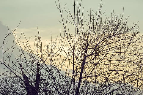solnedgang, skyer, ganske, vakker, himmel, gulllys, silhouette, grener, tørker grenen, natur, gylden, gul, tre, gren, utendørs, skog, bare tre, anlegg, ingen folk, ro, skjønnhet i naturen, vekst, lav vinkel visning, dag, rolig scene, klar himmel, fokusere på forgrunnen, naturskjønnhet - natur, død plante, 1080P, CC0, offentlig domene, opphavsrett gratis