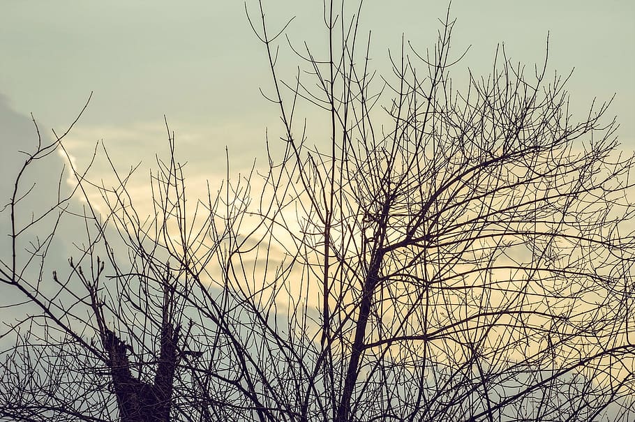 posta de sol, núvols, bonic, cel, llum daurada, silueta, branques, asseca la branca, naturalesa, daurat, groc, arbre, branca, a l'aire lliure, bosc, arbre nu, planta, cap gent, tranquil·litat, bellesa a la natura, creixement, vista d’angle baix, dia, escena tranquil·la, cel clar, centrar-se en primer pla, escenics - natura, planta morta, 1080P