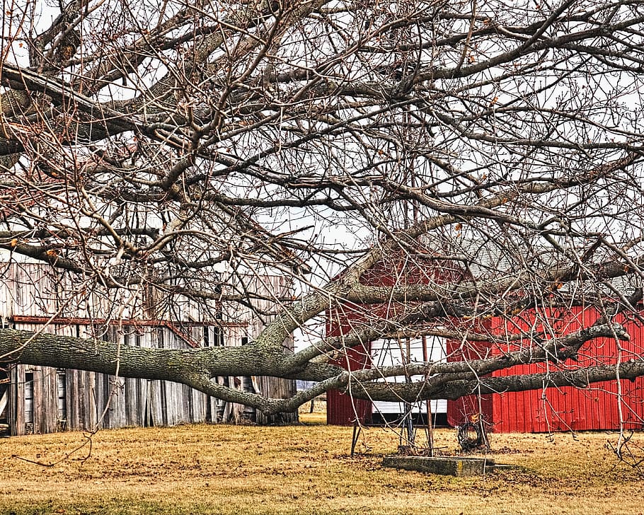 graner, rústic, graners, ohio, art digital, rural, escènic, país, camp, paisatge, cobert, coberts, granja, granges, agricultura, agrícola, Masia, campanar, comtat, americana, foto, fotografia, estructura, estructures, sturgell, William Sturgell, factura sturgell, històric, decoració de la llar, edificis, núvols, cel, arbre, arbres, ennuvolat, cels, males herbes, comtat del campanar, urbana, planta, branca, naturalesa, arquitectura, arbre nu, estructura construïda, exterior de l'edifici, dia, parc, creixement, parc - l'home va fer espai, cap gent, edifici, parc infantil, a l'aire lliure, bellesa a la natura, terra, cirerer, flor de cirerer, 4K