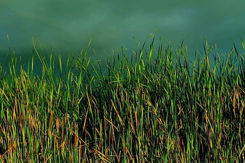 erba verde, erba, typha, giunco ​​di palude, canna, verde, lussureggiante, paesaggio, cattails, natura, stagno, acqua, palude, zone umide, salice, crescita, giorno, all'aperto, la tranquillità, nessuno, colore verde, bellezza nella natura, pianta, terra, campo, scena tranquilla, scenics - natura, agricoltura, raccolto, avvicinamento, scena non urbana, 1080P, CC0, dominio pubblico, privo di copyright