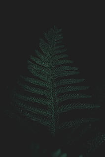 faible, photographie de lumière, vert, feuillu, arbre, photo en gros plan, feuille de planète, feuille, foncé, lumière, plante, intérieur, design d'intérieur, décor, subtil, la nature, partie de la plante, personne, fermer, modèle, à l'intérieur, plume, fougère, prise de vue en studio, beauté dans la nature, motif naturel, croissance, vue grand angle, couleur verte, douceur, fragilité, fond noir, 5K, CC0, domaine public, libre de droits