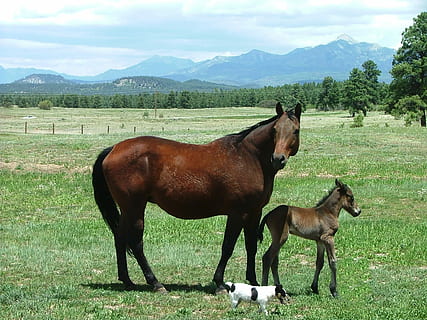 cavalla, puledro, JRT, cavallo, erba, animale, temi animali, giorno, animali domestici, mammifero, domestico, campo, bestiame, terra, vertebrato, gruppo di animali, pianta, montagna, natura, paesaggio, cielo, bellezza nella natura, nessuno, erbivoro, catena montuosa, all'aperto, 1080P, CC0, dominio pubblico, privo di copyright