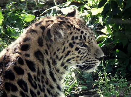 leopard, kat, stor kat, tæt, portræt, et dyr, dyre temaer, dyr, feline, pattedyr, dyreliv, dyr i naturen, ingen mennesker, hvirveldyr, dag, natur, træ, dyr markeringer, plante, carnivora, leder, jord, udendørs, bakkenbart, dyr hoved, 2K, CC0, offentligt domæne, royaltyfrie