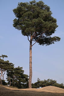 pine, wood, ability, purity, patience, plant, tree, sky, growth, nature, land, no people, tranquility, day, beauty in nature, clear sky, field, tranquil scene, outdoors, non-urban scene, green color, scenics - nature, trunk, environment, tree trunk, 5K, CC0, public domain, royalty free