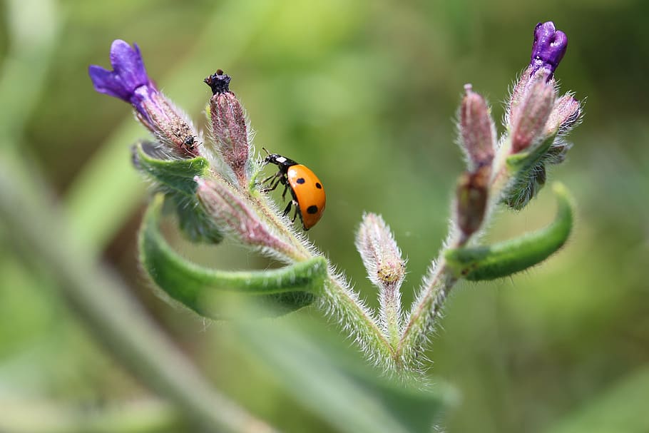 coccinella, bug, fiore, natura, pianta, Pois, macro, insetto, temi animali, animali allo stato selvatico, viola, fragilità, fauna selvatica, un animale, animale, invertebrato, pianta fiorita, avvicinamento, bellezza nella natura, vulnerabilità, nessuno, messa a fuoco selettiva, giorno, all'aperto, testa di fiore, piccolo, impollinazione, 5K