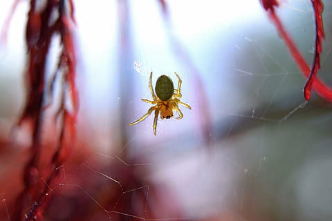 aranya, web, insecte, aràcnids, Halloween, teranyina, por, vida salvatge, verinós, horripilant, horror, fantasmal, naturalesa, animal, primer pla, un animal, invertebrat, fauna animal, animals a la natura, temes d'animals, fragilitat, artròpode, enfocament selectiu, cap gent, vulnerabilitat, part del cos dels animals, centrar-se en primer pla, dia, cames d’animal, complexitat, 5K, CC0, domini públic, lliure de regalies